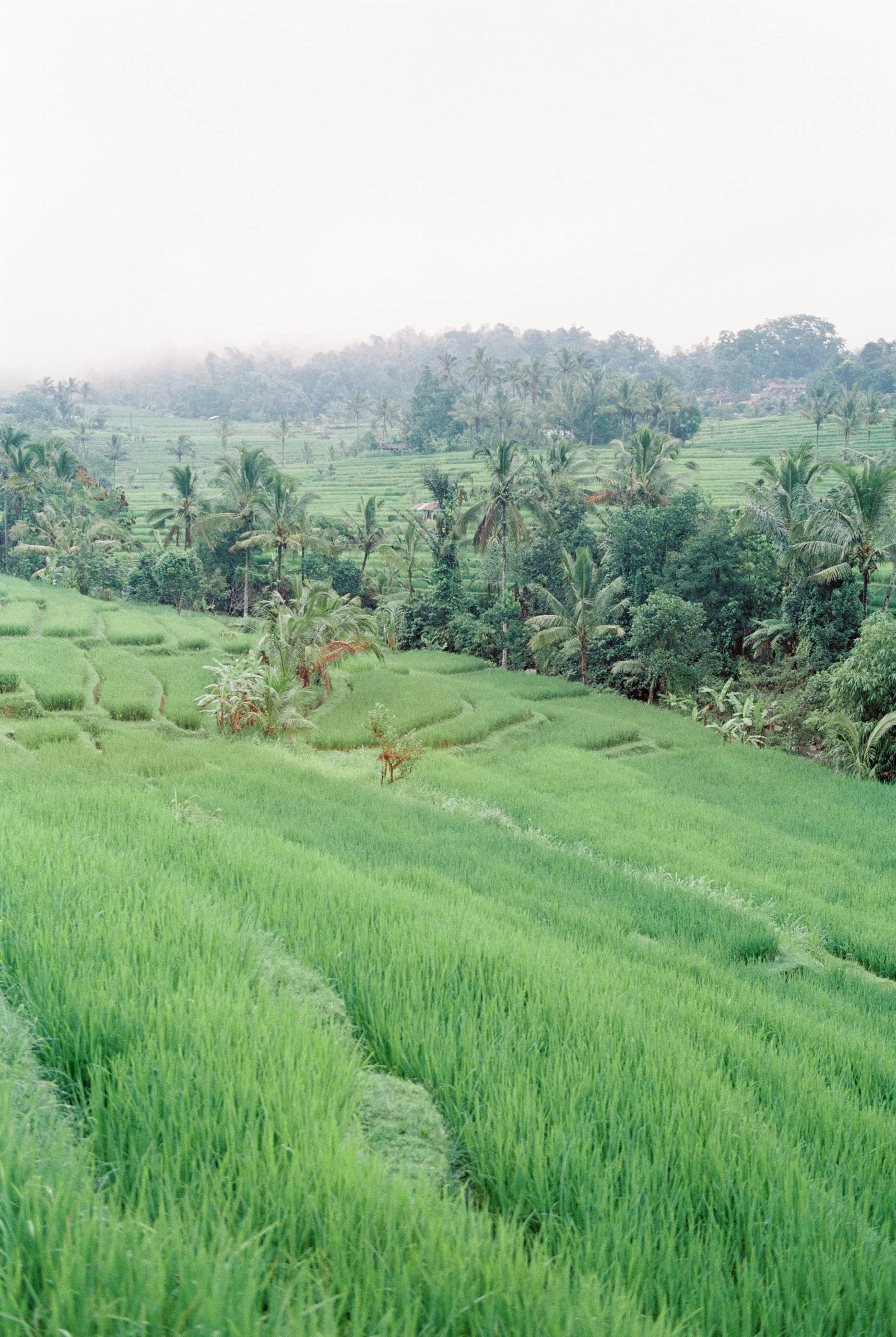 Indonesia digital nomad visa 2026 - Bali rice paddies and palm trees