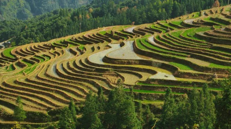 Bali 5 Year Digital Nomad Visa: Your Ultimate Guide 15 Bali 5 year digital nomad visa - aerial view of lush green rice terraces in Bali Indonesia