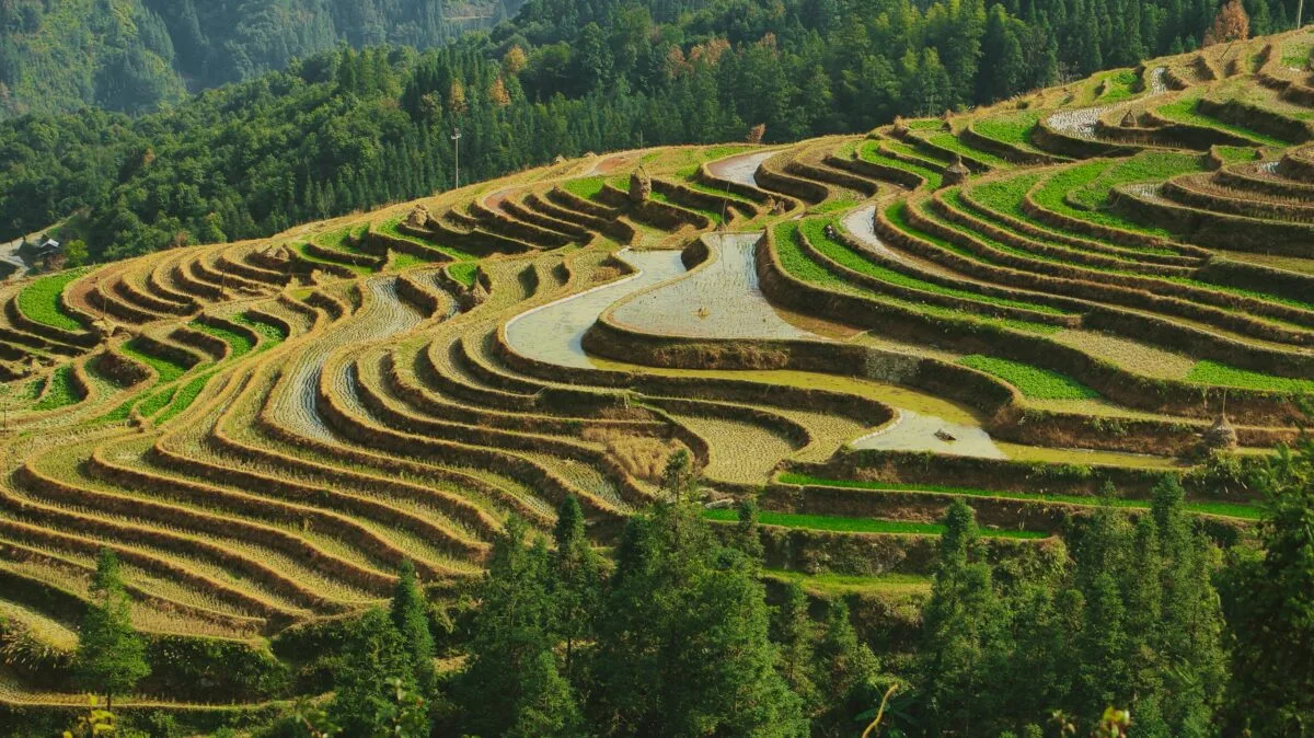 Digital nomad visa Indonesia - lush green rice terraces Bali landscape