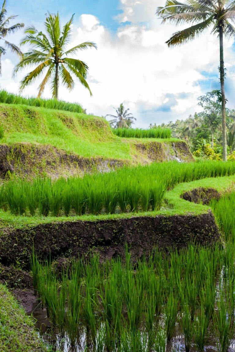 Bali rice terraces Jatiluwih for bali digital nomad visa guide