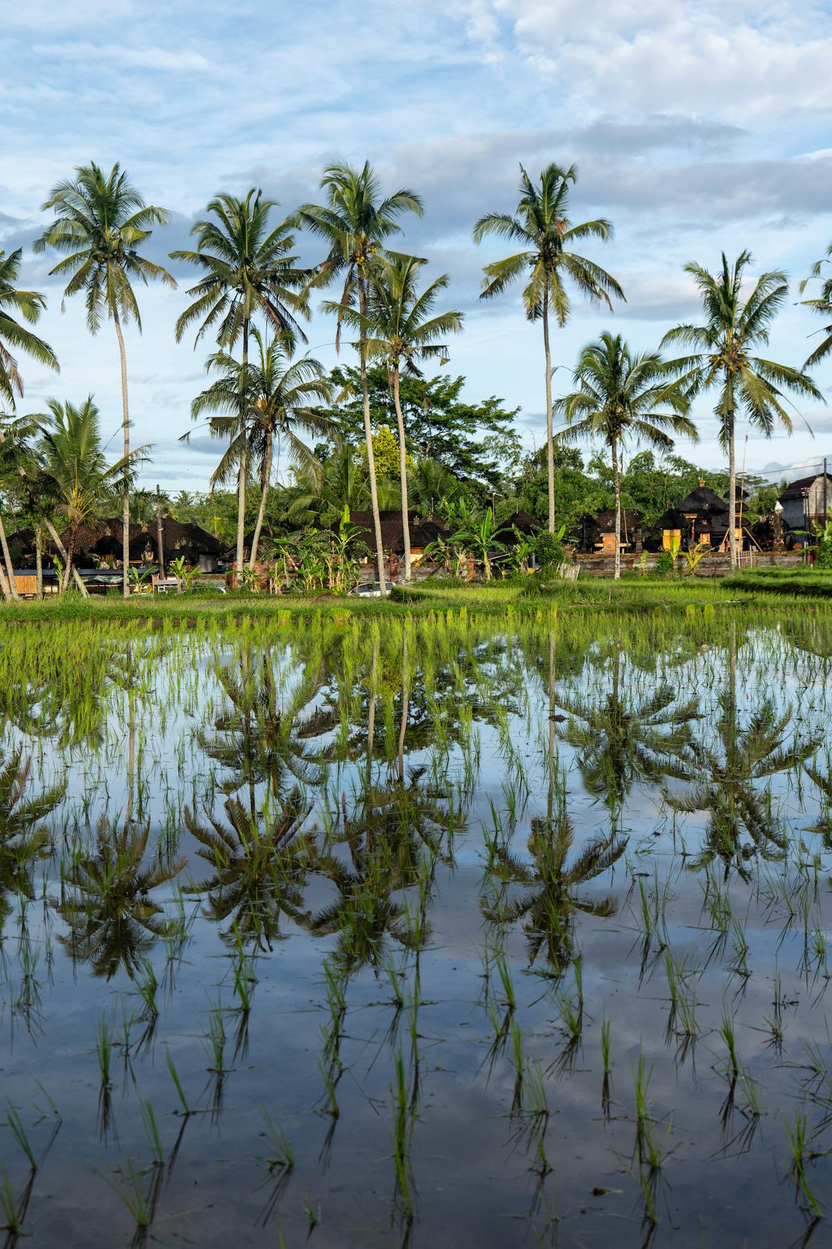 Reflective rice paddies Bali landscape for digital nomads weighing if Bali worth it