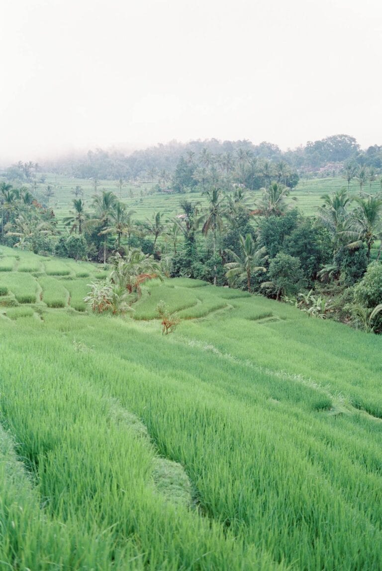 Live in Bali on $1,000 a month rice fields landscape in Ubud