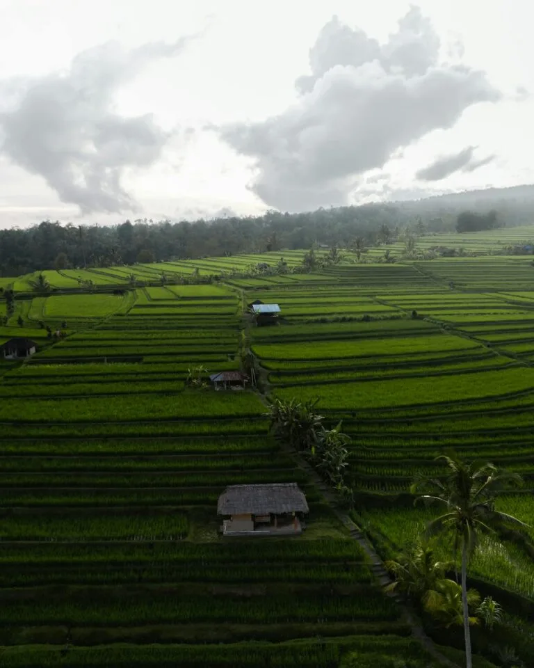 Is Bali Still Worth It for Digital Nomads in 2026? An Honest Answer 11 Aerial rice terraces Ubud showing if Bali is worth it for digital nomads