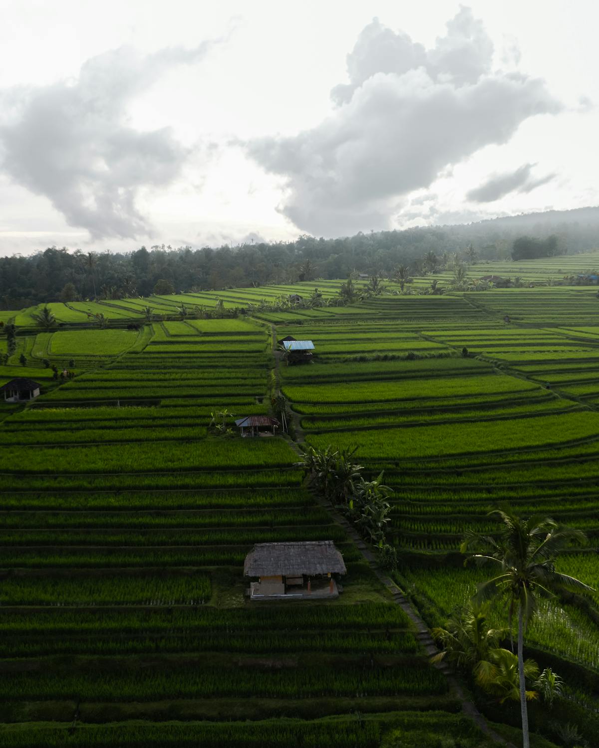 Aerial rice terraces Ubud showing if Bali is worth it for digital nomads