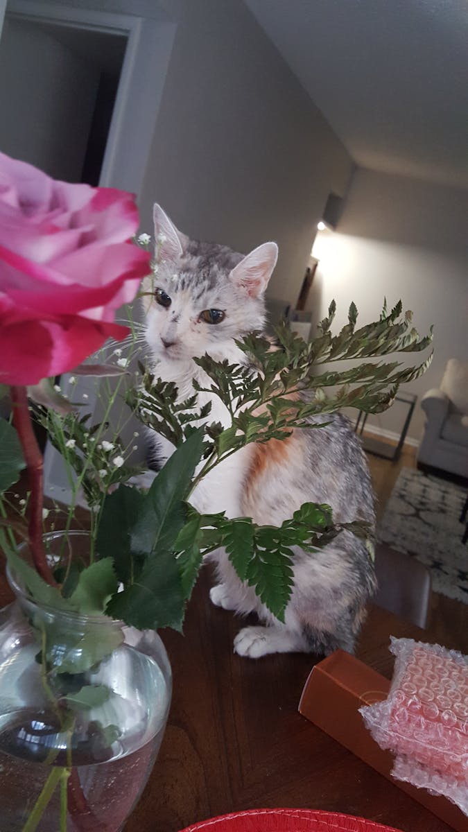 living in south africa for a month Garden Route scenic coastal cliffs