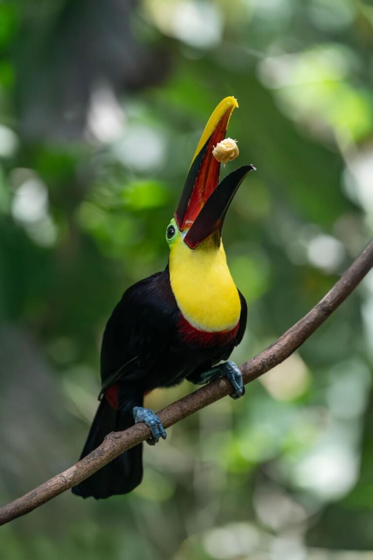Yellow throated toucan perched on a branch against blurred green rainforest in Costa Rica